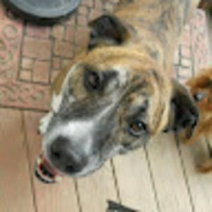 Meet your Posher, Frank